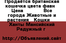 Продаётся британская кошечка цвета фавн › Цена ­ 10 000 - Все города Животные и растения » Кошки   . Ханты-Мансийский,Радужный г.